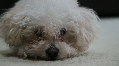 Sad dog - HD Stock Footage 21990756