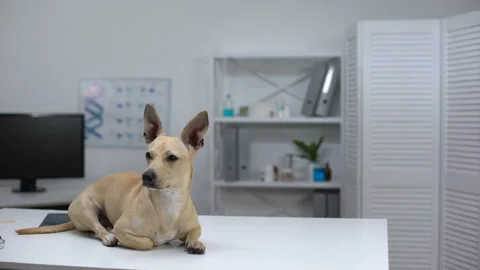 Sad dog with large ears lying on vet clinic table, animal health examination Stock Footage 112164383