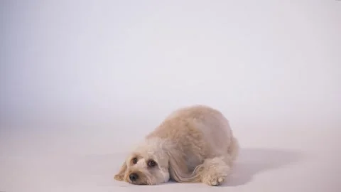 Sad dog lies down on white background, looking down. Stock Footage 335712339