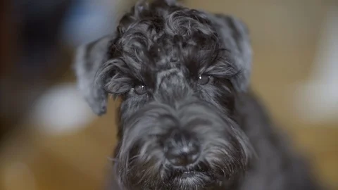 Sad dog looking at camera, portrait, beautiful bokeh. Stock Footage 118361829