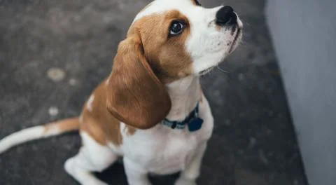 Sad dog looking helpless to the camera Stock Photos