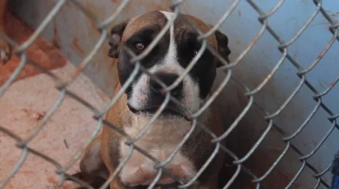 Sad dog looking straight into the camera.  Video stock 58635205