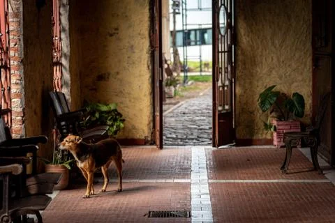 Sad dog looking through a rusty iron bars in the middle of an open gallery. Stock Photos