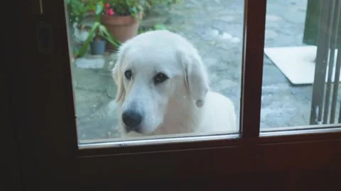 Sad dog looking through a window glass. Sad white, labrador reriever dog Stock Footage 140762797