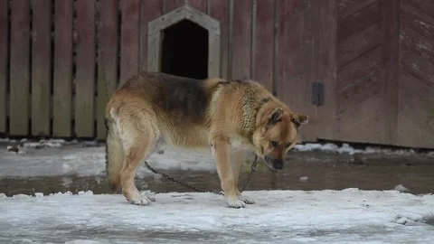 A sad dog looks at the camera during the winter and then lies on the ice Stock Footage 147856606