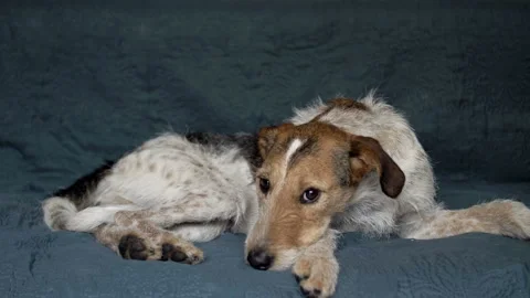Sad dog lying on the couch and waiting for its owner. Stock Footage 153308539