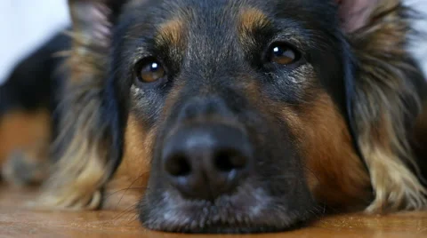 Sad dog lying down, resting. Stock Footage 53514952