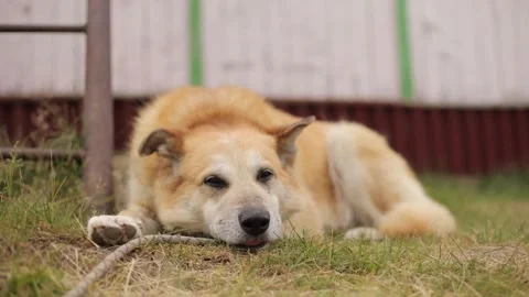 A sad dog is lying on the grass Stockbeeldmateriaal 249438239
