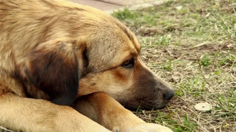 Sad dog lying on the grass, Lonely dog resting outdoors, Thoughtful pet looking Stock Footage 308822602