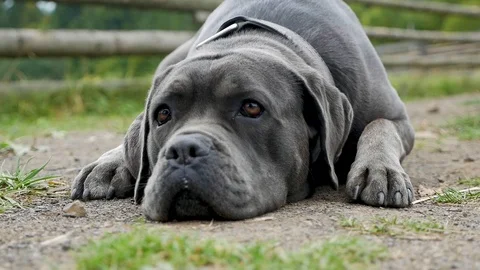Sad dog lying on the ground Stock Footage 117178799