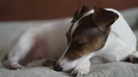 Sad dog lying on the sofa. Jack Russell Terrier dog home alone. A puppy wai.. Stock Footage 306008739