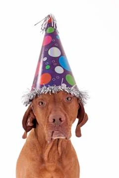 Sad dog with party hat Stock Photos