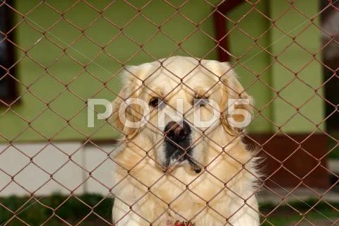 Sad dog Stock Photos