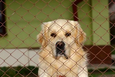 Sad dog Stock Photos