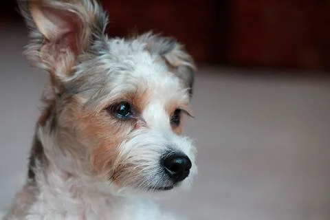 Sad dog Stock Photos