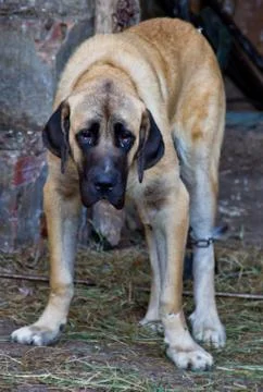 Sad dog Stock Photos