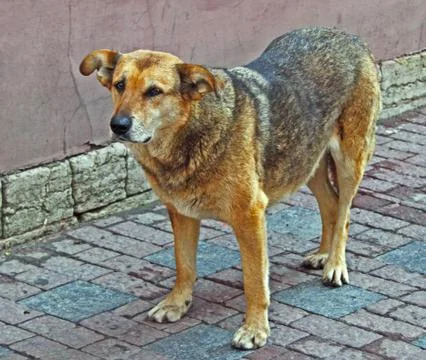 Sad dog Stock Photos