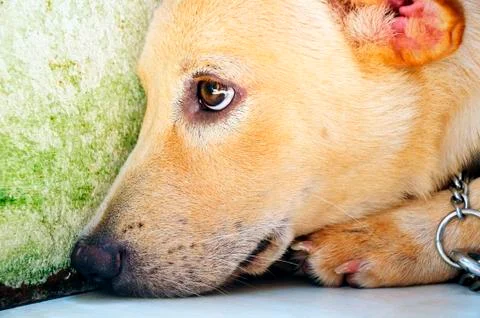 Sad dog Stock Photos