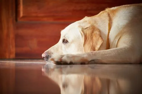 Sad dog Fotos Stock