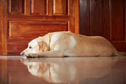 Sad dog Fotos Stock