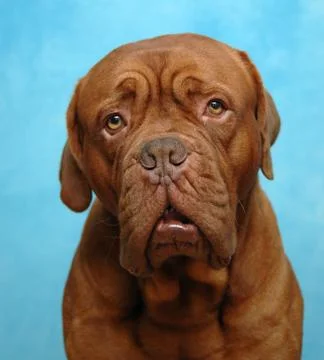 Sad dog Stock Photos