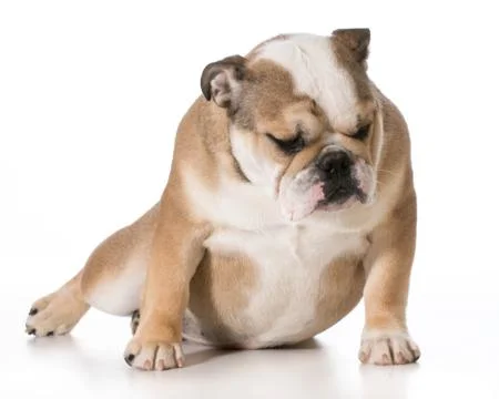 Sad dog Stock Photos
