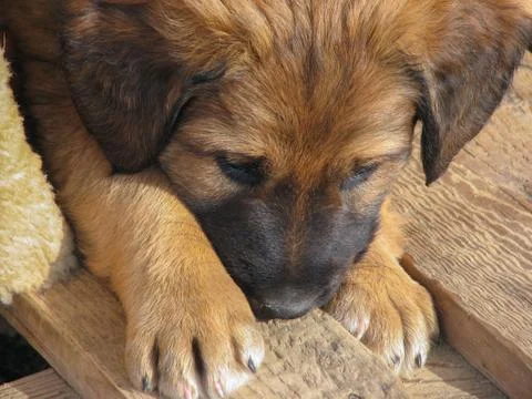 Sad dog 写真素材