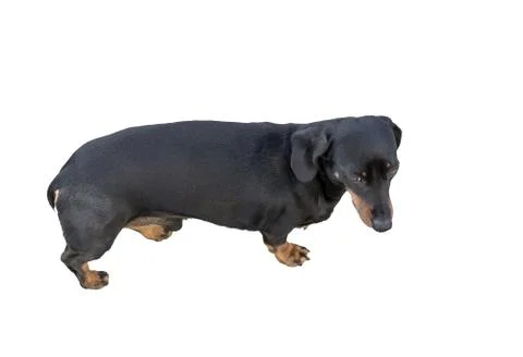 Sad dog Stock Photos