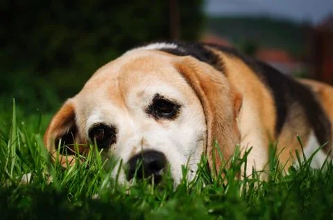 Sad dog Foto stock