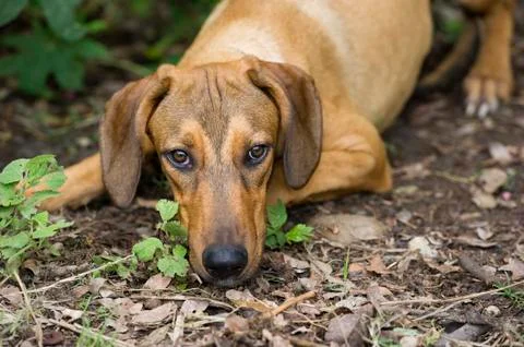 Sad Dog Stock Photos