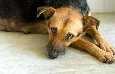 Sad Dog Stock Photos