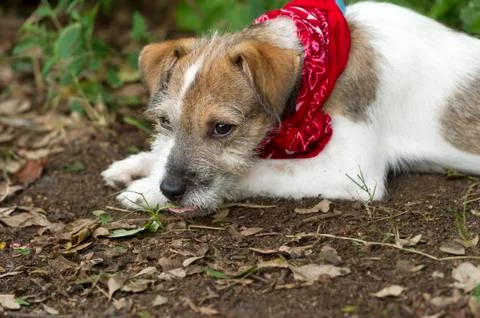 Sad Dog Stock Photos