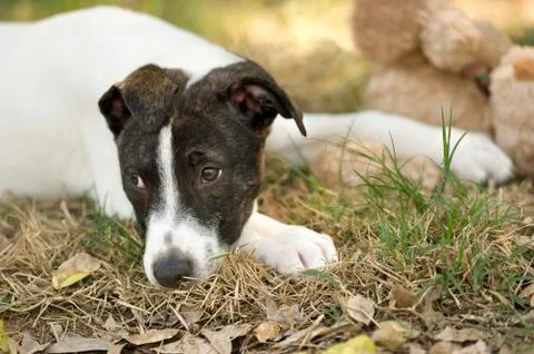 Sad Dog Stock Photos