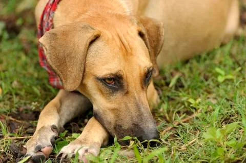 Sad Dog Stock Photos
