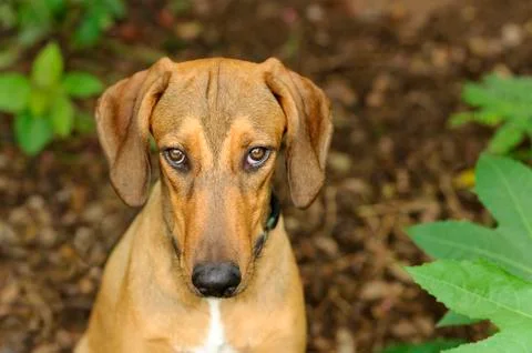 Sad Dog Stock Photos