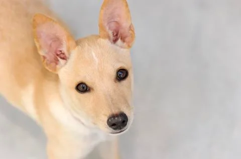 Sad Dog Stock Photos