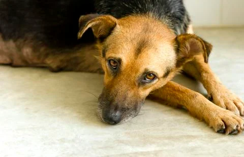 Sad Dog Stock Photos