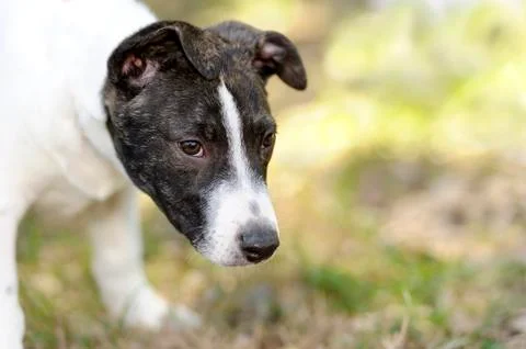Sad Dog Stock Photos