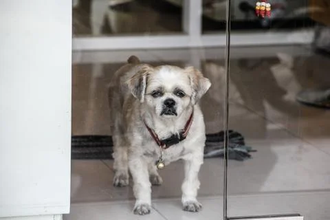 Sad Dog Stock Photos