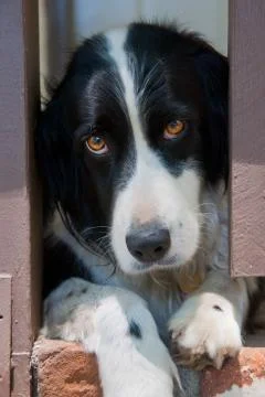 Sad Dog Stock Photos