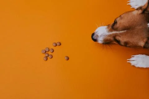 Sad dog Stock Photos