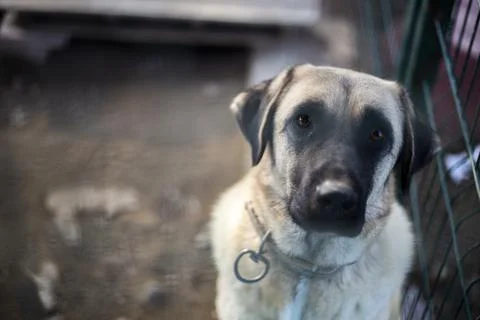Sad Dog Stock Photos