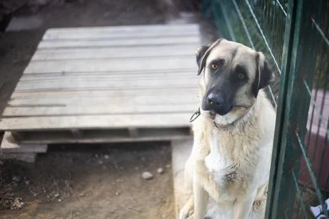 Sad Dog Stock Photos