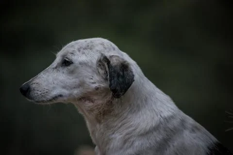 Sad dog Foto stock