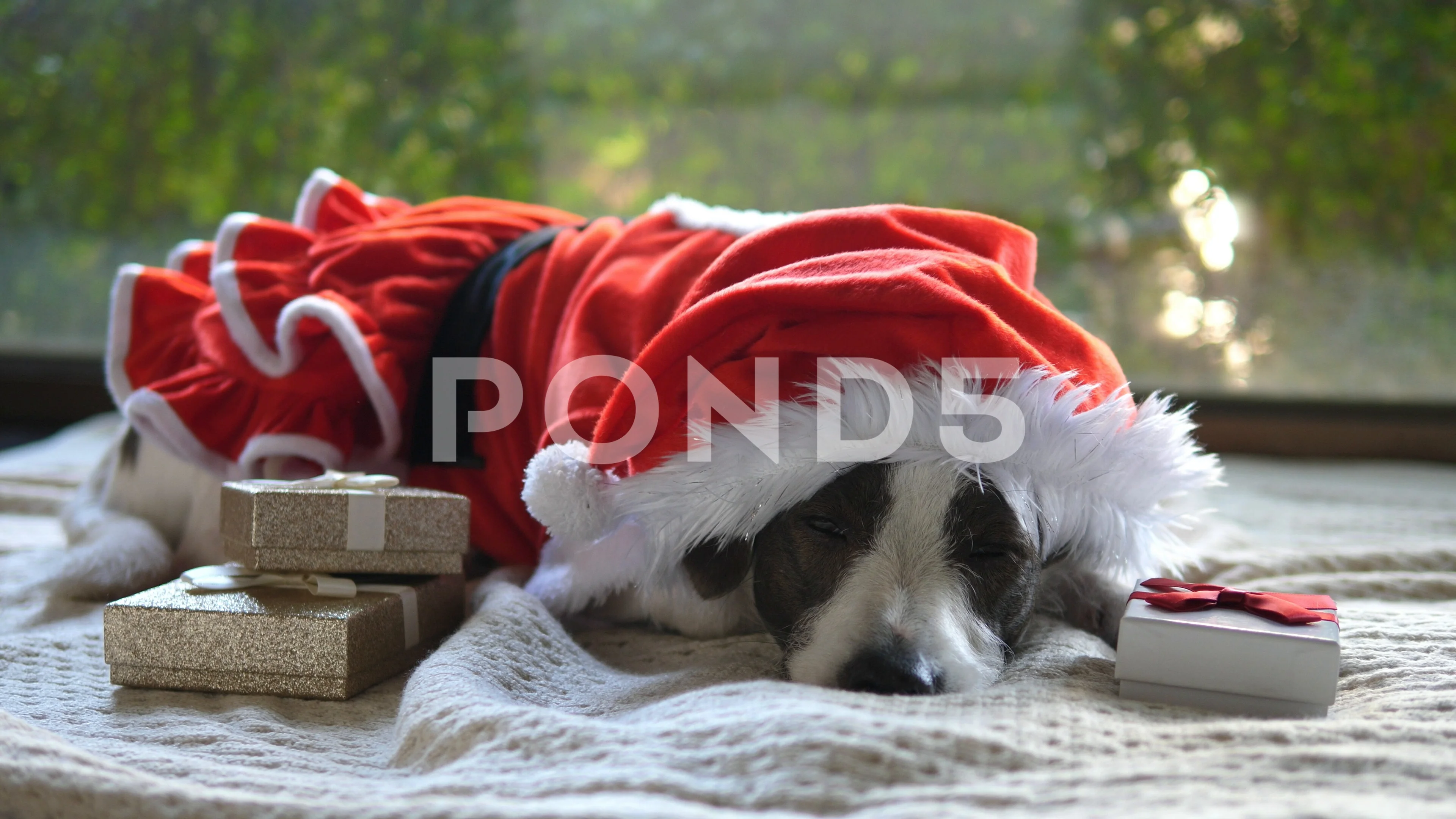 Dog in santa on sale suit