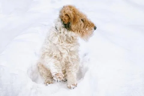 Sad dog sneaks in a snow drift in search of the road. Anomalous snowfall in t Stock Photos