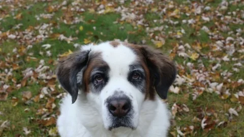 Sad dog, video Stockbeeldmateriaal 69804185