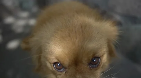 Sad dog is watching into the camera Stock Footage 52157485