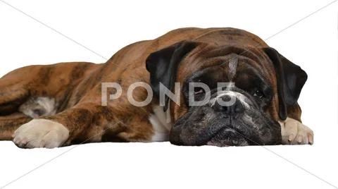 Sad dog on white background Stock Photos