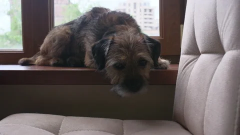 Sad dog on windowsill Stock Footage 239160916